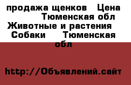 продажа щенков › Цена ­ 5 000 - Тюменская обл. Животные и растения » Собаки   . Тюменская обл.